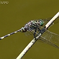 Orthetrum serapia (Green Skimmer) in Lily Creek (Mununda)<br />Canon EOS 7D MK2 + EF400 F5.6L